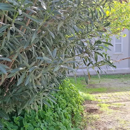 Altavilla *